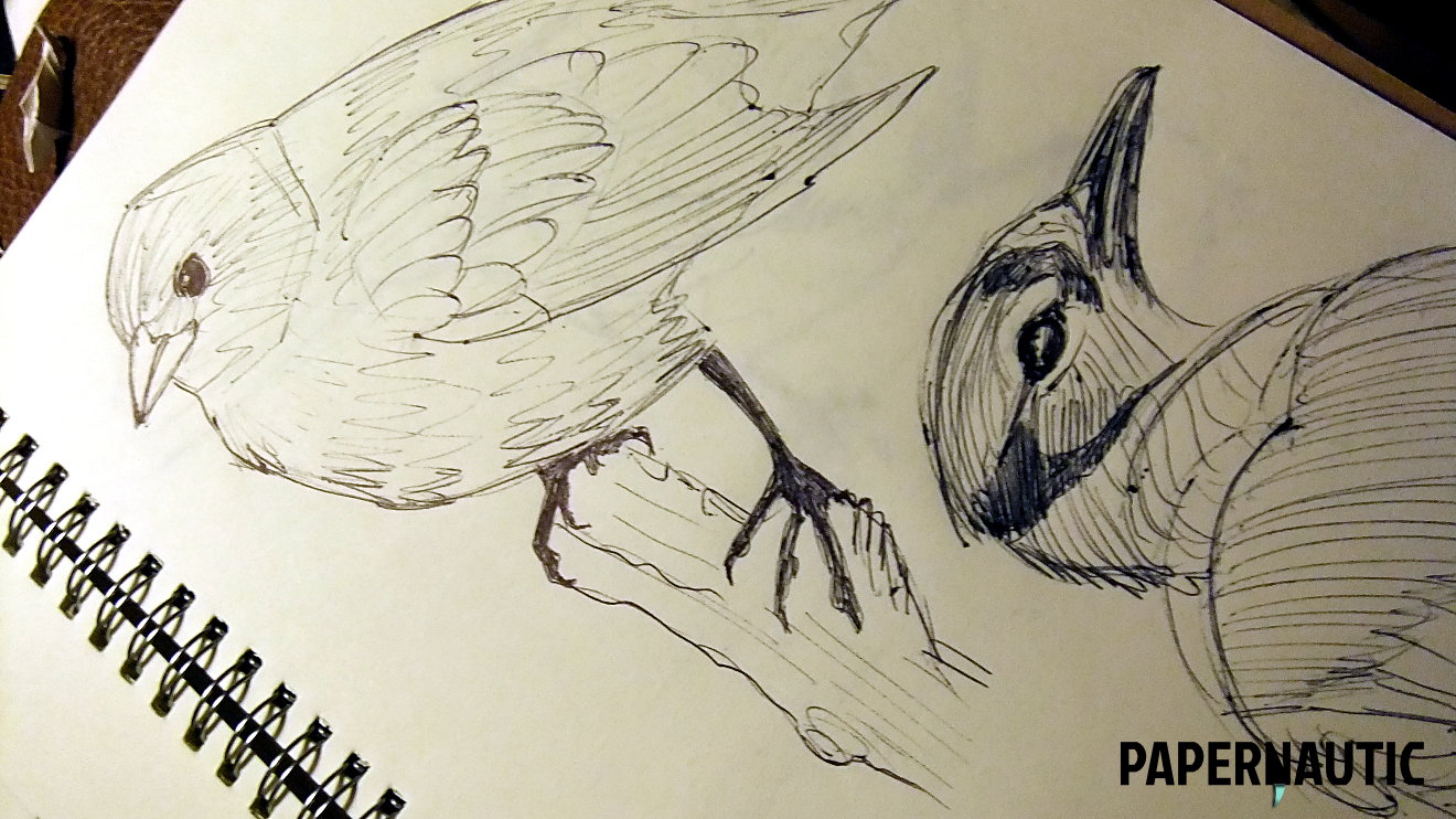 Black ball-pen sketches of birds in a sketchbook